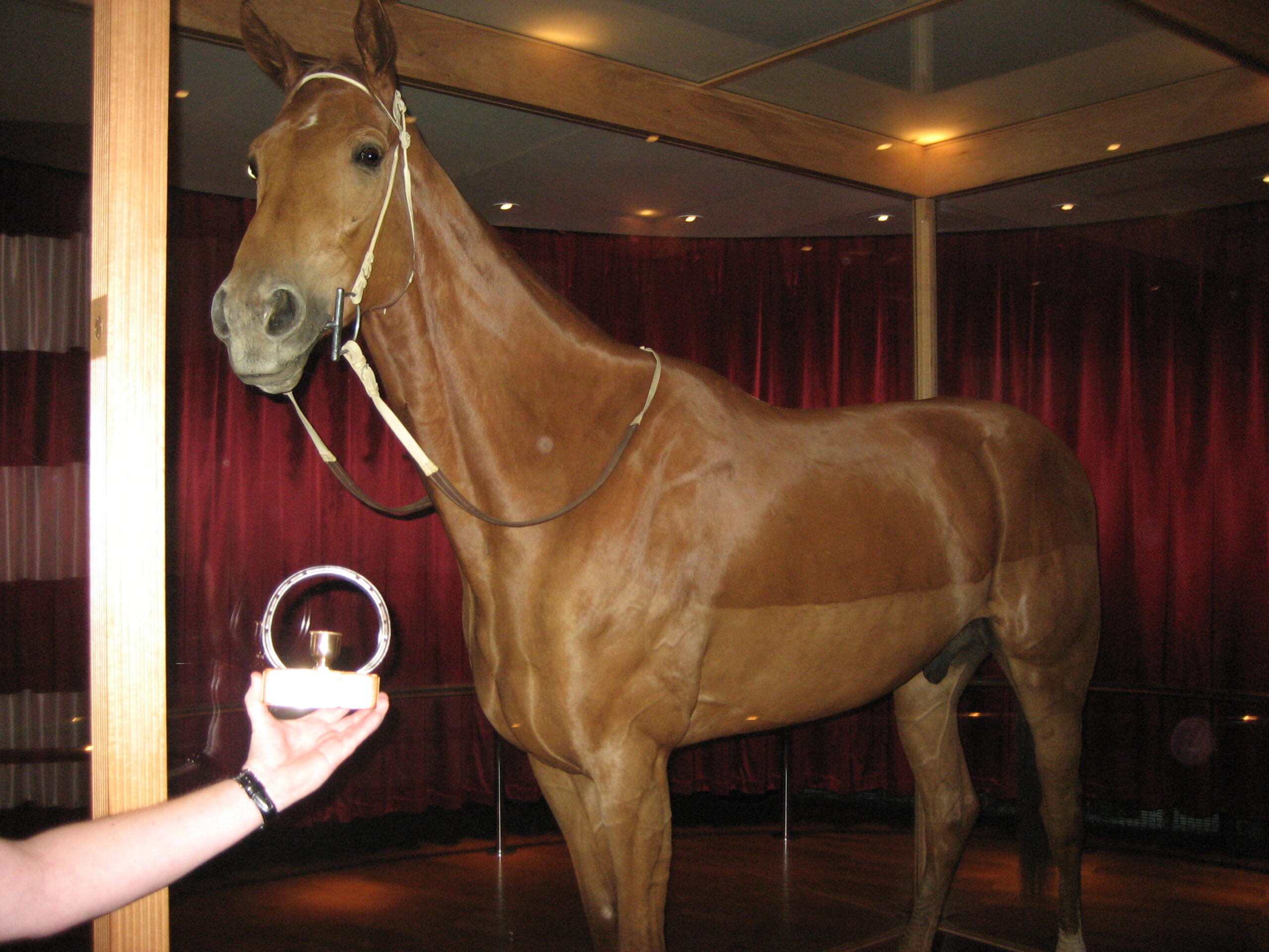 Phar Lap Melbourne Museum Flemington